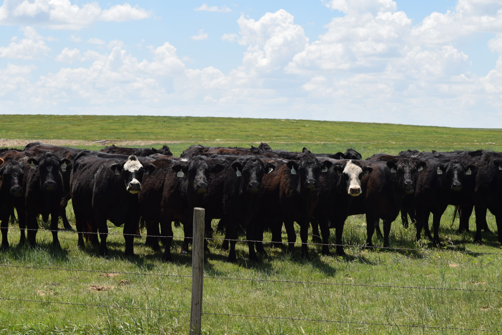 CC Cows on Pasture